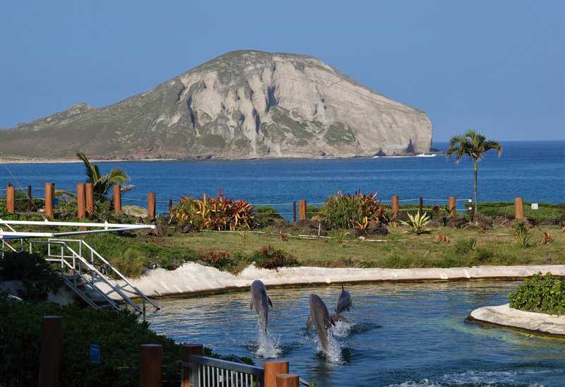 sea life park in Hawaii 