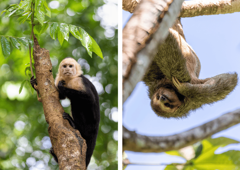 Best Manuel Antonio Itinerary_ 3 Days in Manuel Antonio - Animals in Manuel Antonio National Park