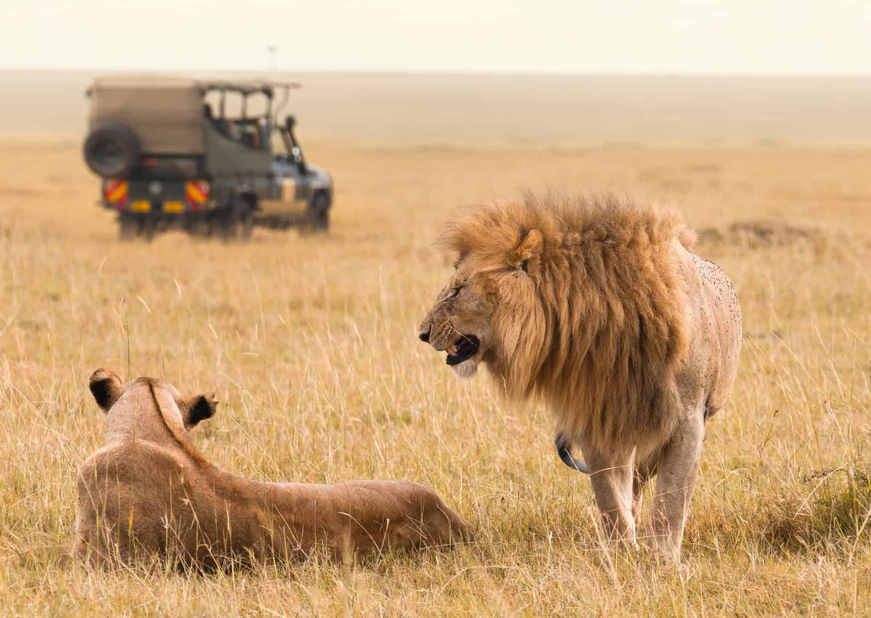 Dark Side of Wildlife Encounters LIon walks in Africa