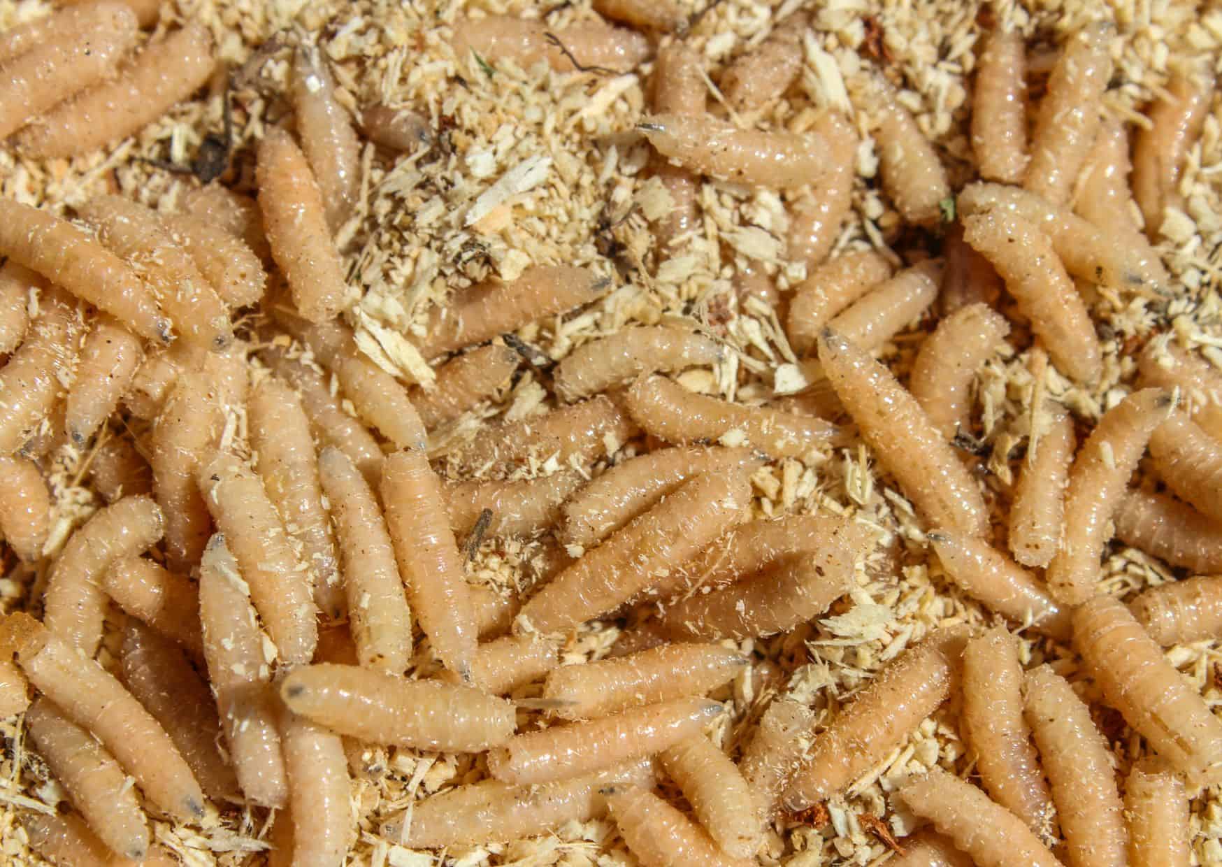 The 8 Most Controversial Foods Worldwide (And What to Replace Them With) 7 maggot cheese,