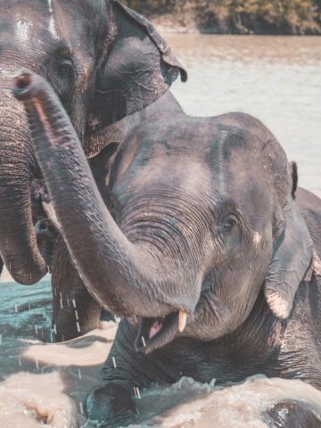 10 Activities to Avoid When Traveling Abroad and What to Do Instead, Why Not to Visit an Elephant Sanctuary And Reasons to Visit One On Your Travels