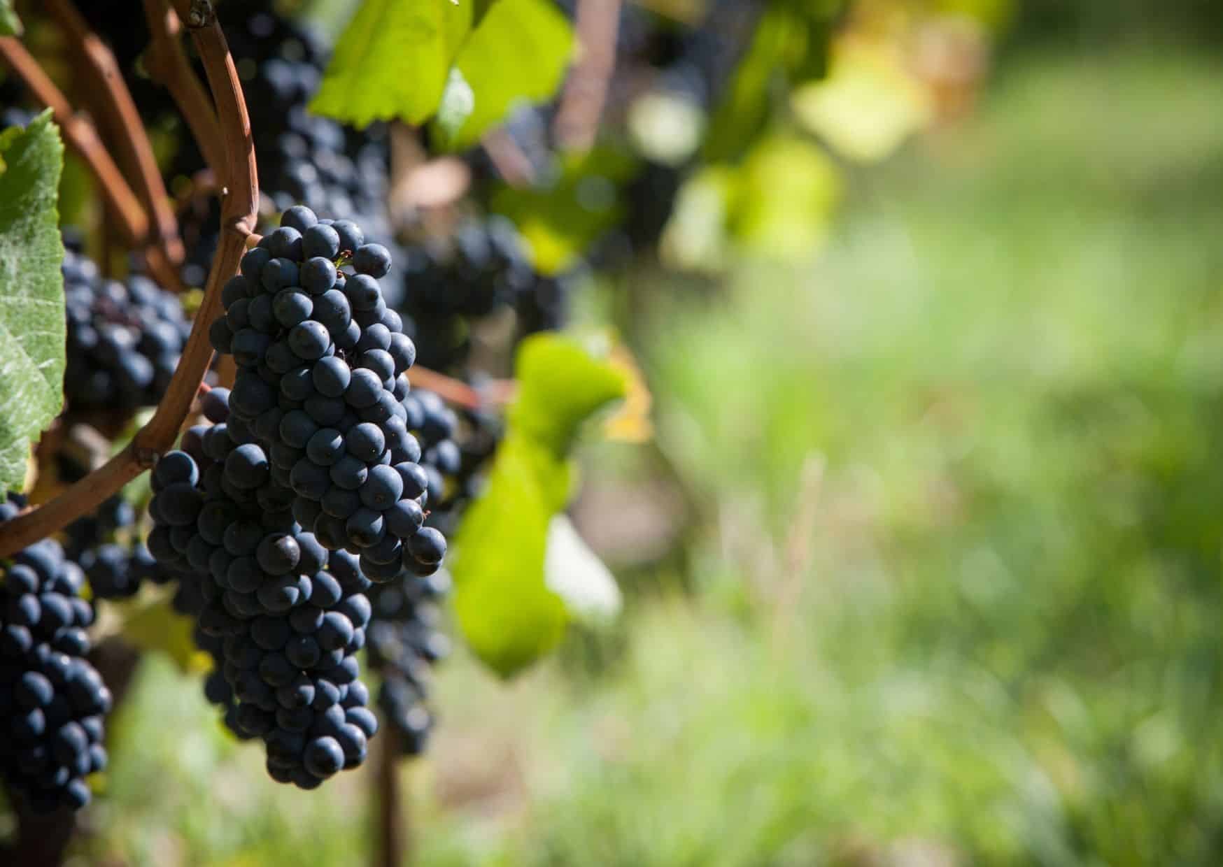 Pinot Noir 
