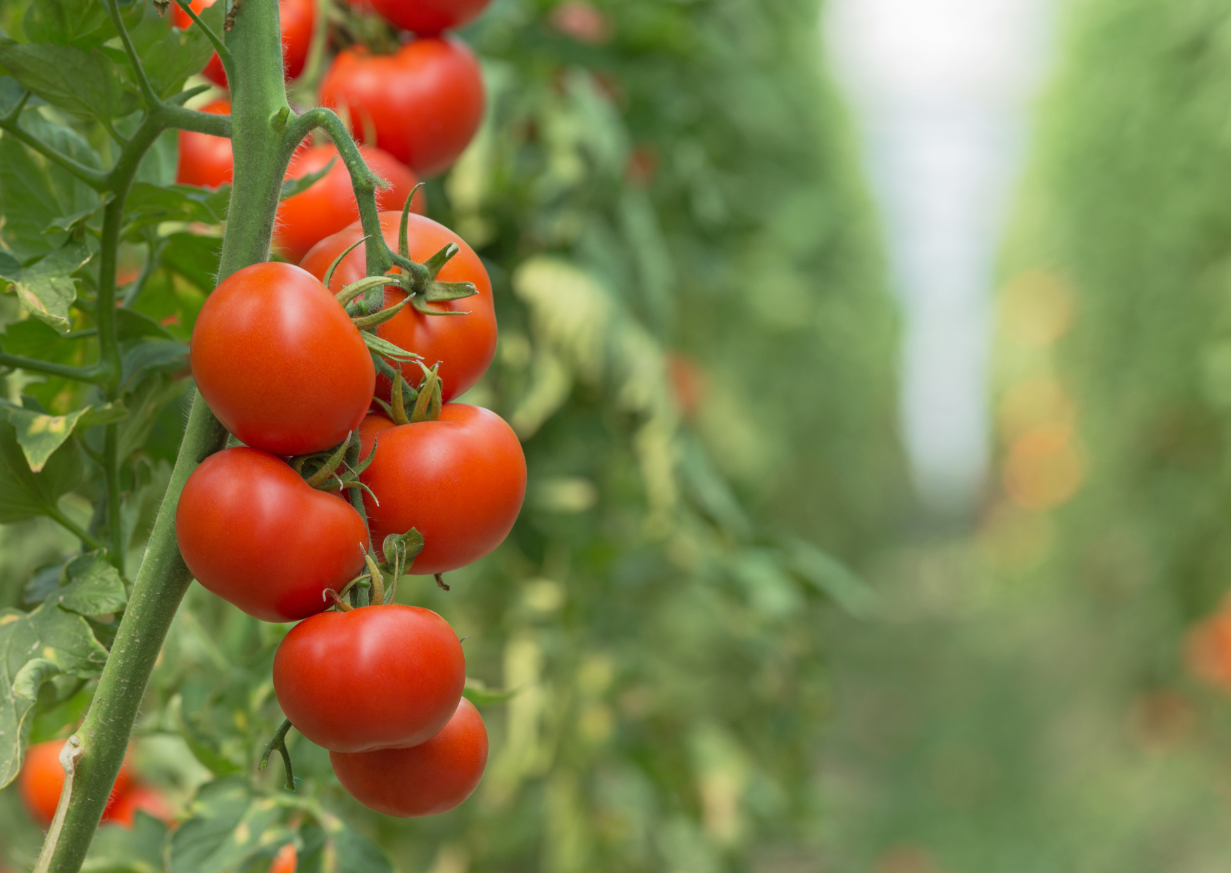 Why Mediterranean People Never Store These Items Together In Their Kitchen 7