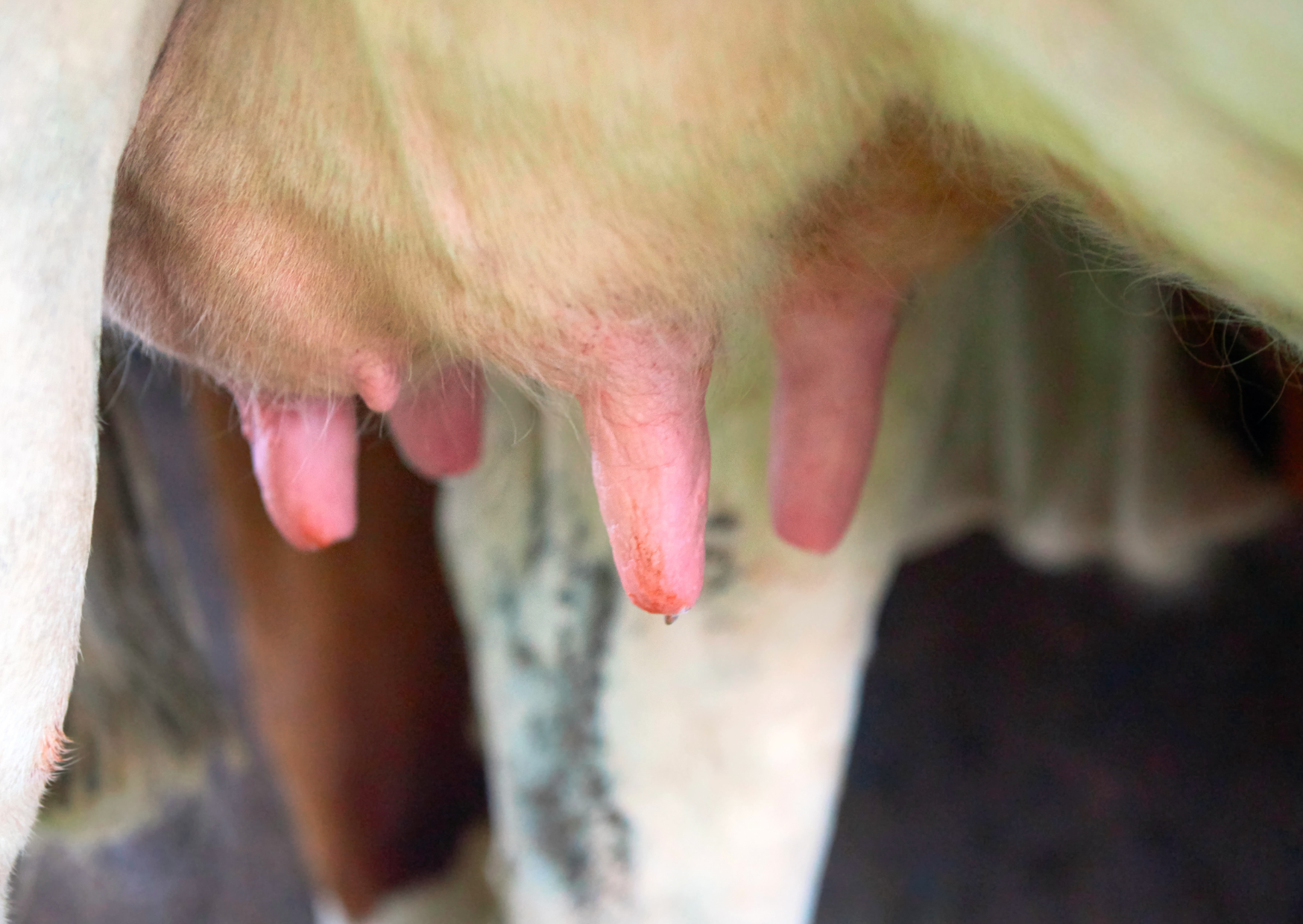 milk processing 5