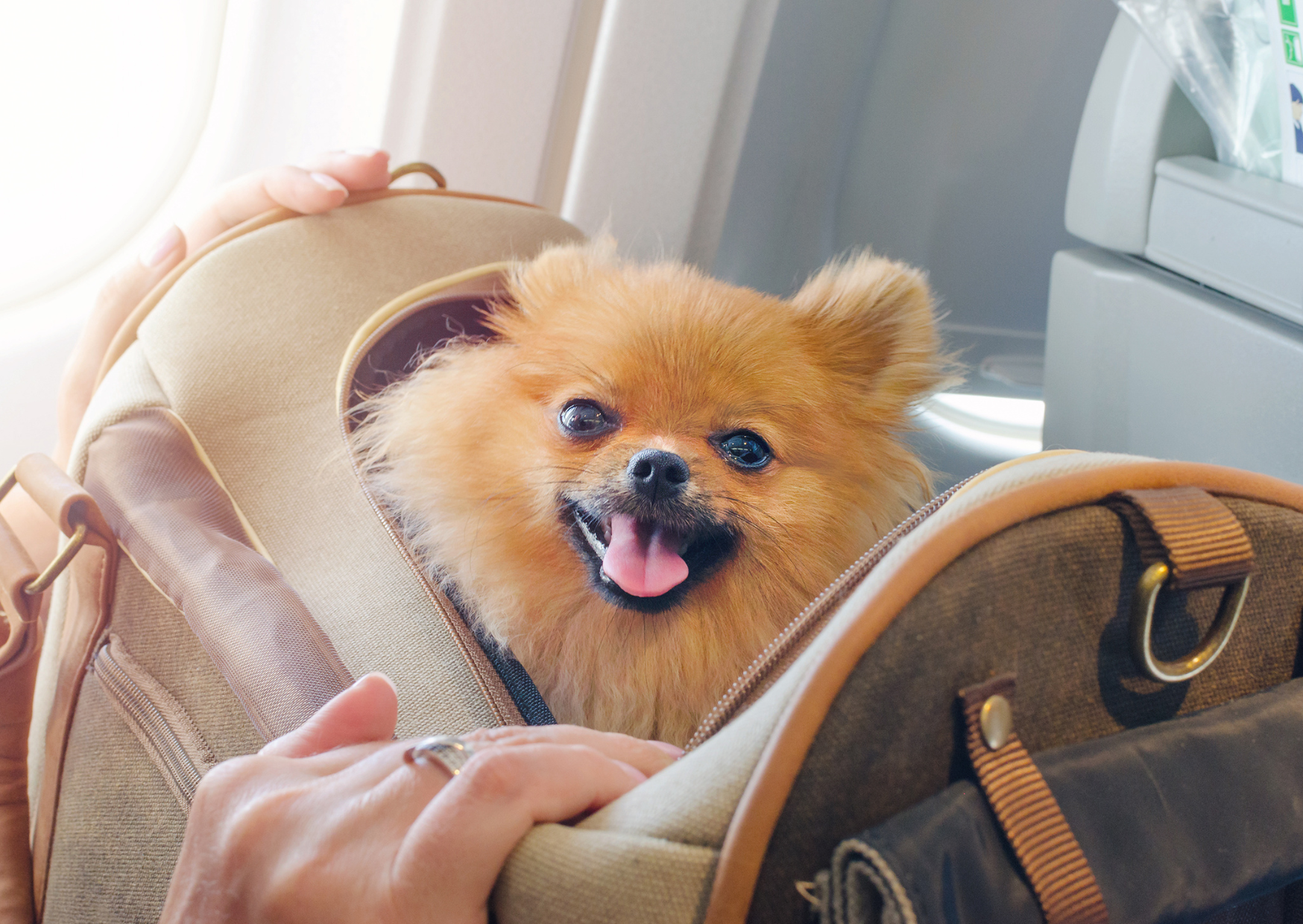 flying a dog to europe 2
