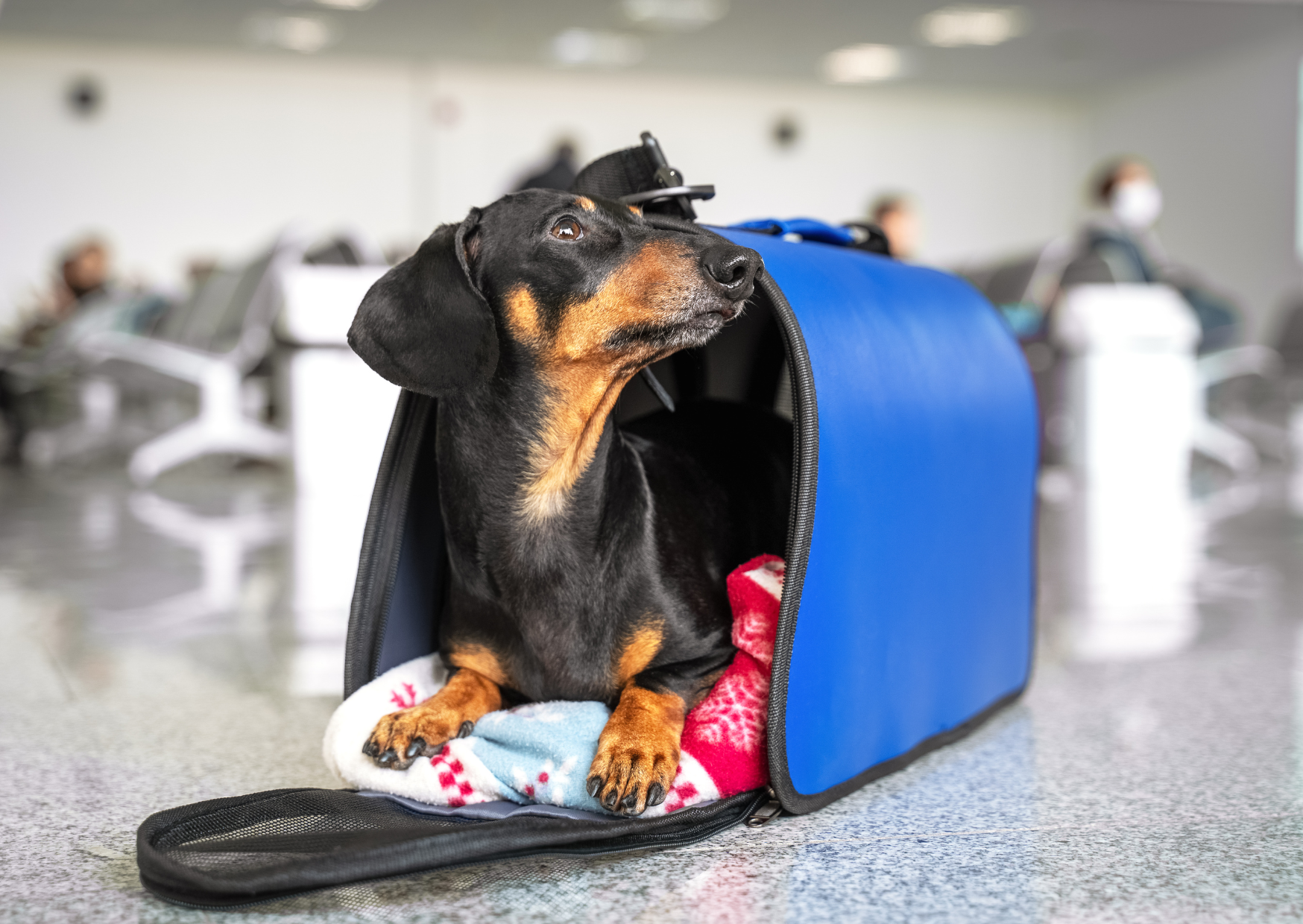 flying a dog to europe 3